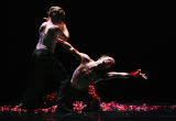 Spectre de la Rose     Foto: Hans Gerritsen 